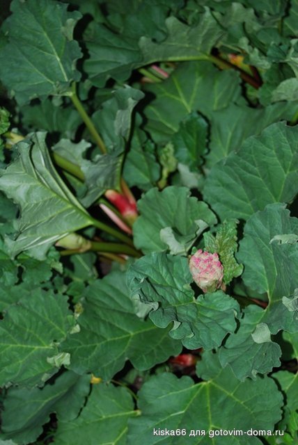 DSC_rabarb-vert.jpg