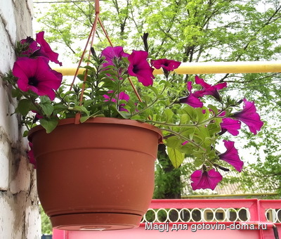 DSCF1227.jpg