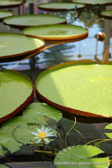 Botanic Garden6.jpg