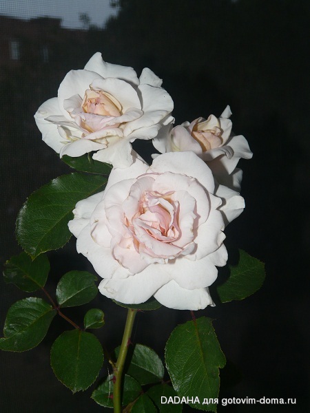 P1050257-1.jpg
