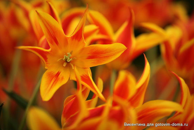 flowersI.jpg