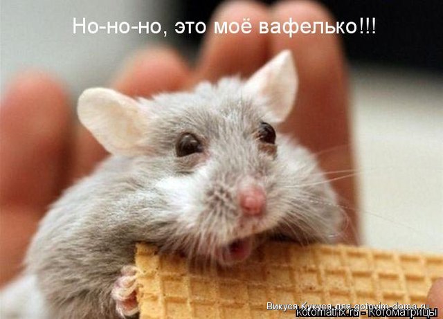 мышка.jpg
