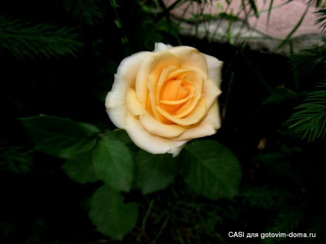 IMG_7718.JPG