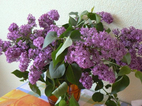 P1030984.JPG