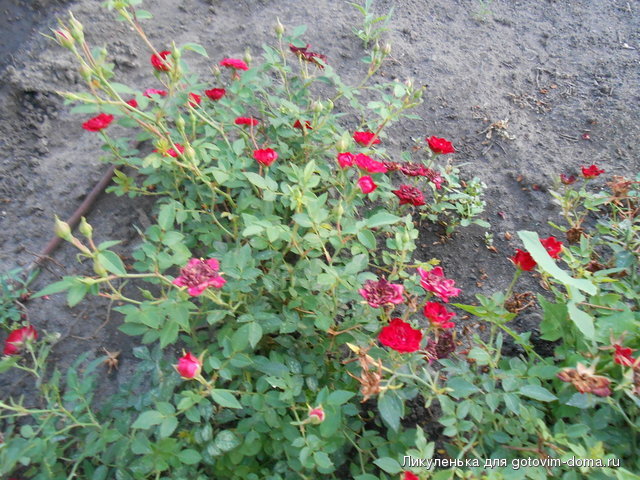 DSCN1482.JPG