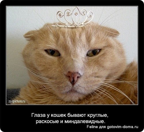 fakti_o_koshkah007.jpg