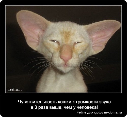 fakti_o_koshkah077.jpg