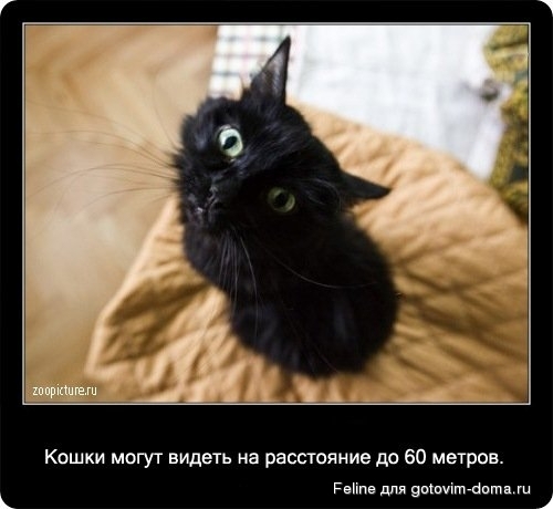 fakti_o_koshkah003.jpg