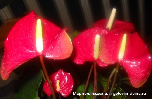 DSCN0402.jpg
