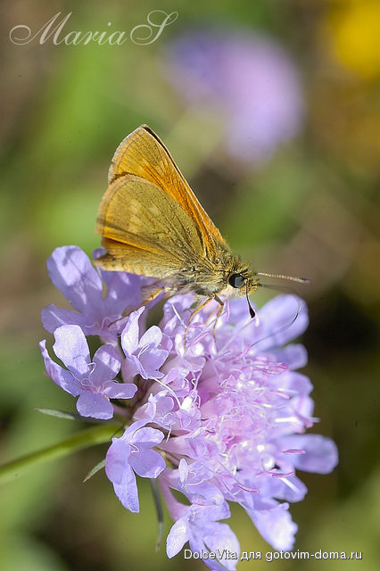 DSC_0248c.jpg