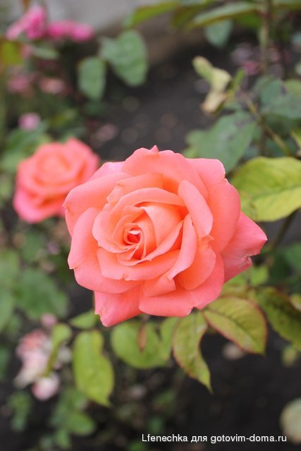 IMG_9882.JPG