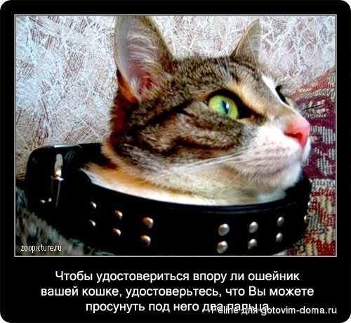 fakti_o_koshkah059.jpg
