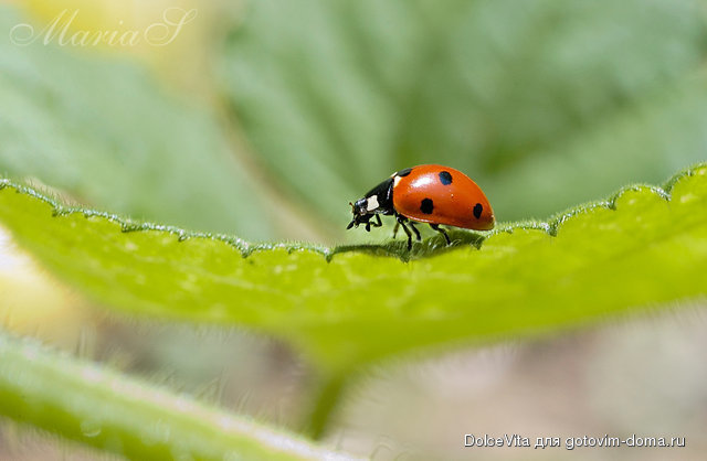 COccinella.jpg