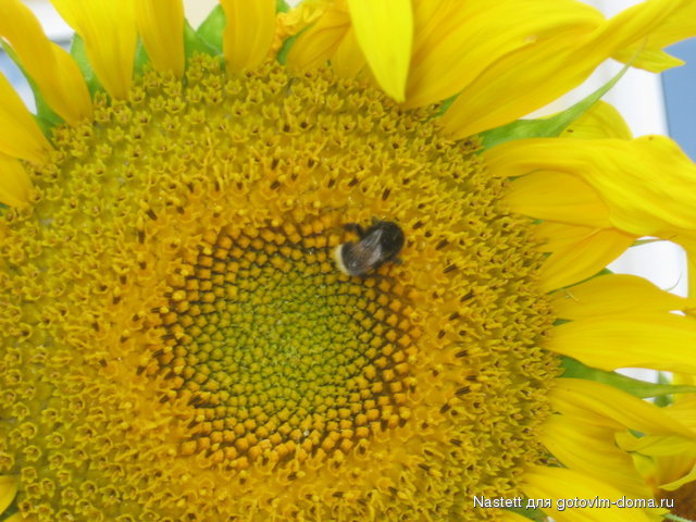 Пчел на подсолнухе.jpg