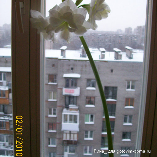 колибри.jpg