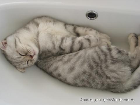 IMG_5542 котик с.JPG