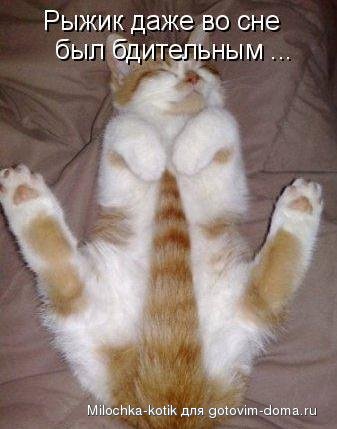 рыжик.jpg