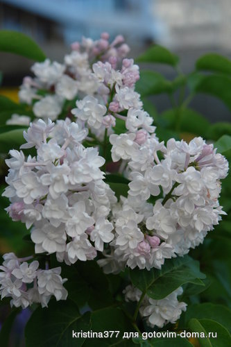 DSC02684.JPG