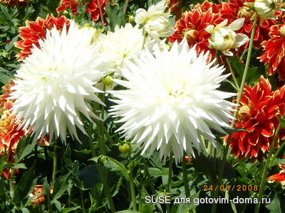 IMGP1108_изм-е размера.JPG