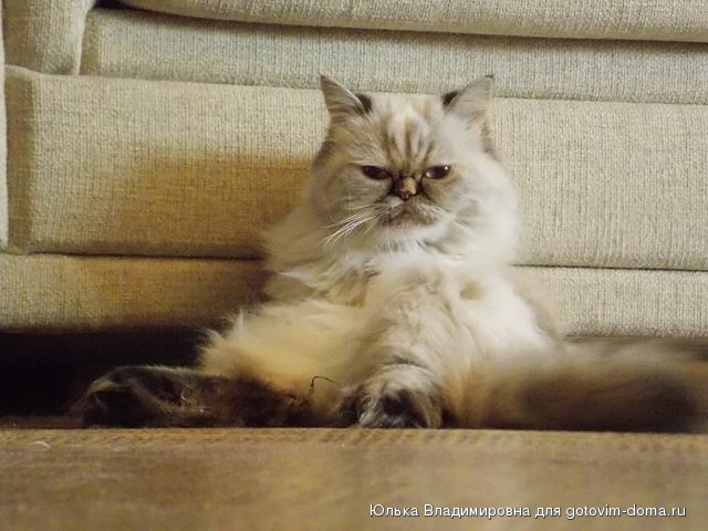 кошка 1.JPG