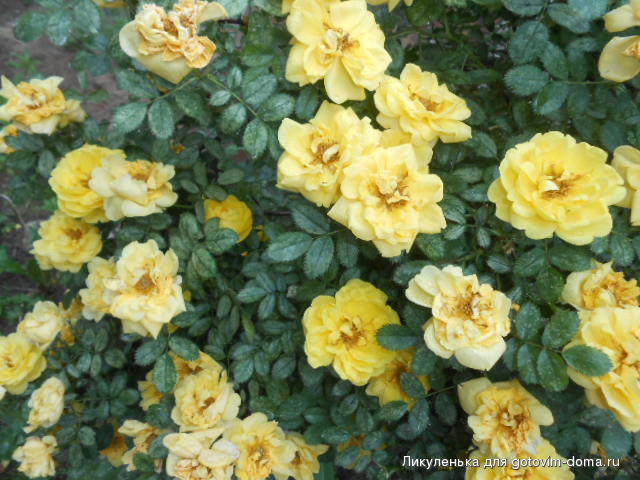 DSCN5950.JPG