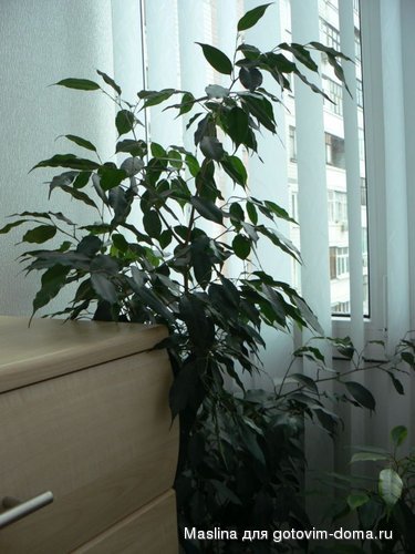 P1030249.JPG