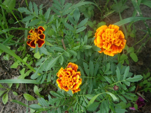 IMGP1721.JPG
