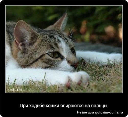 fakti_o_koshkah021.jpg