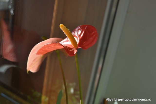 DSC_0611.JPG