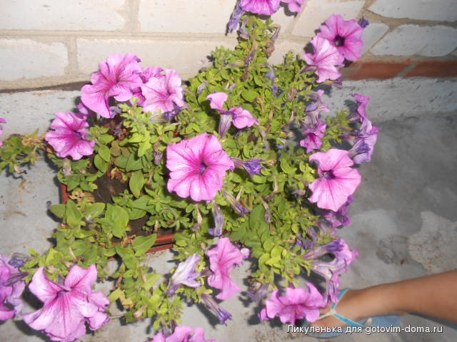 DSCN1194.JPG