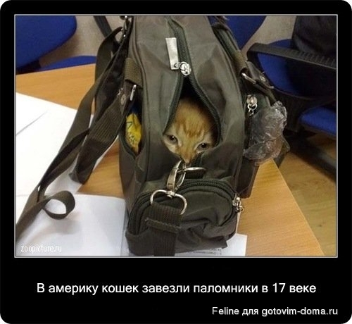 fakti_o_koshkah063.jpg