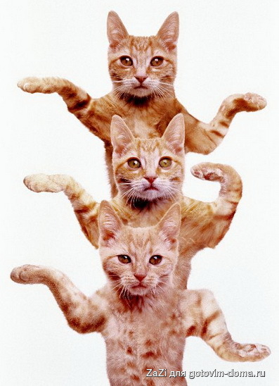 cats_95.jpg