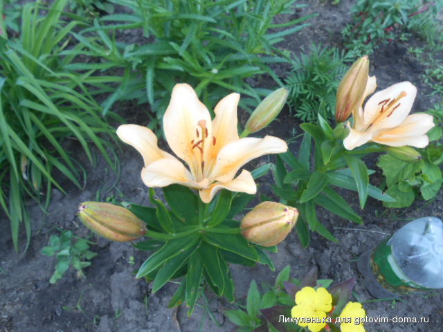 DSCN0093.JPG