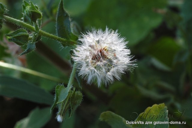 DSC_0080.jpg