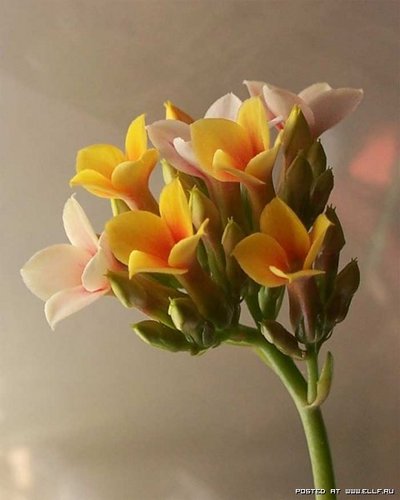 1180568925_flower_16[1].jpg