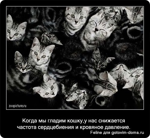 fakti_o_koshkah090.jpg