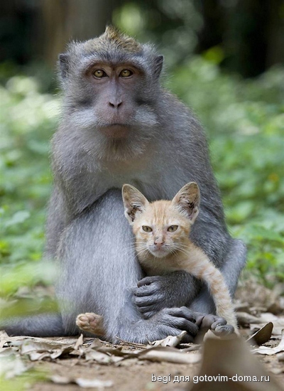 ss-100826-monkey-kitten-02_ss_full[1].jpg
