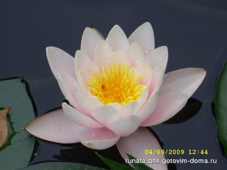 seerose.jpg