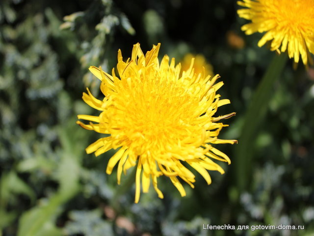 DPP_00071.JPG