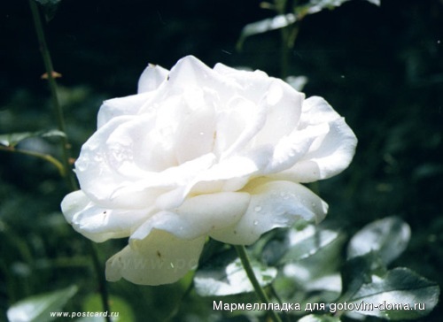 1011942718_420020109_215447_lifegift.jpg