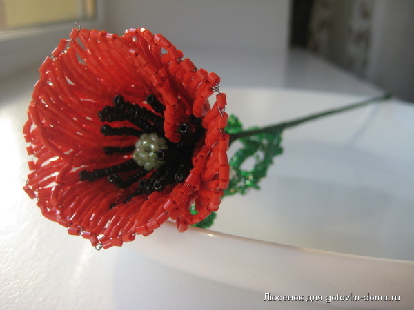 IMG_7999.JPG
