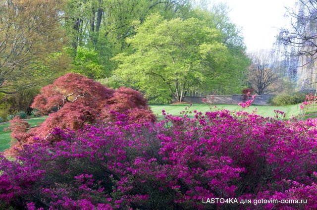 shrub-garden__large__large.jpg
