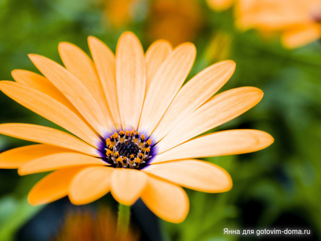 Orange-Flower-800x600.jpg