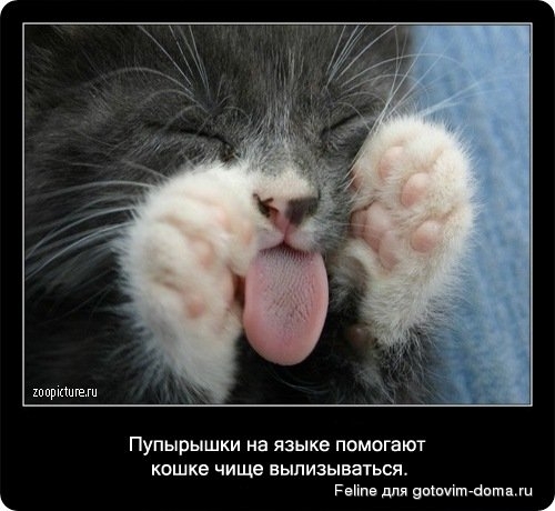 fakti_o_koshkah019.jpg