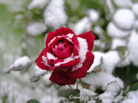 1231000163_flowers06[1].jpg