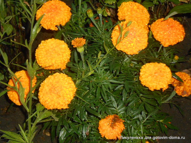DSCN1193.JPG