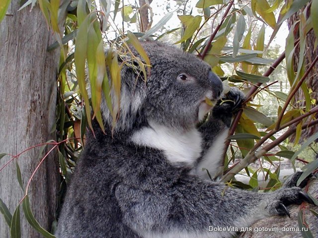 kangaroo island koala.jpg