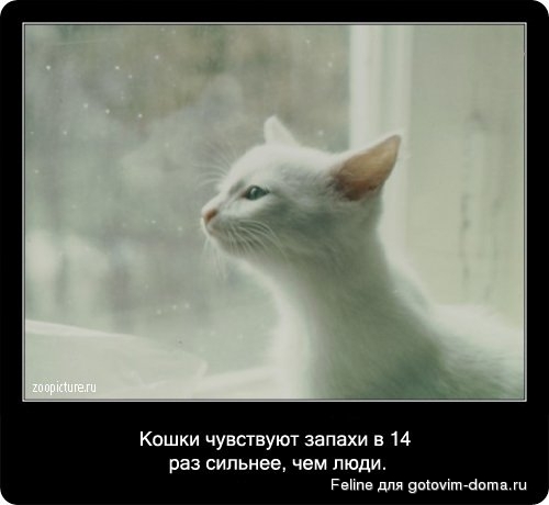 fakti_o_koshkah010.jpg