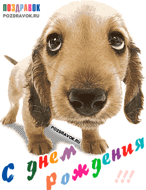 den-rozhdeniya-sobachka.gif