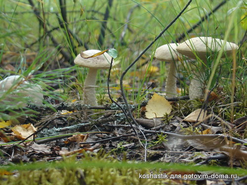 DSC03263.jpg